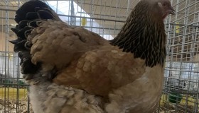 Exposition Nationale d'Aviculture