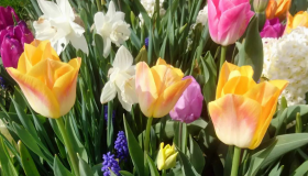 Visite "Plantes à Bulbes"