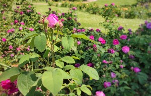 Visite guidée : Les roses du Jardin Saint-Hugues
