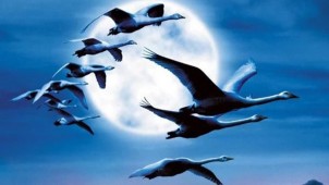 Affiche Le peuple migrateur