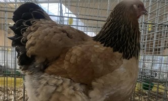 Exposition Nationale d'Aviculture