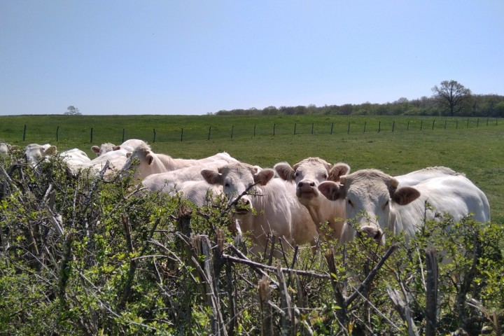 © Mélanie/OT Le Grand Charolais