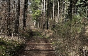 Balade Verte - La promenade de l'Ermite (MSJ 2)