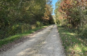 Balade Verte - A travers bois (PLM 6)