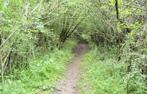 Entre bois et étangs - Circuit VTT n°2