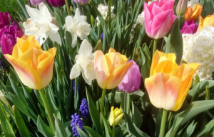 Visite "Plantes à Bulbes"