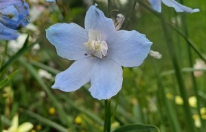 Visite du fleurissement
