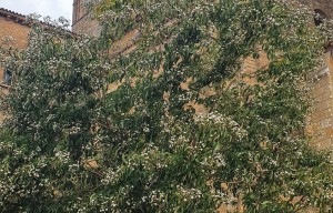 Visite guidée "Les arbres"